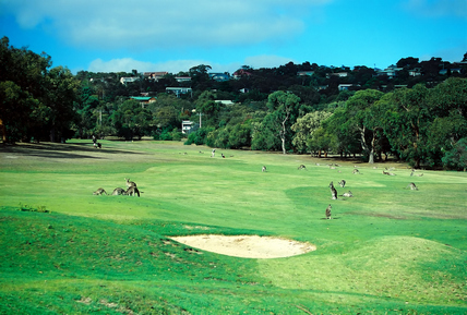 bigstock Playing Golf With Kangaroo 131312 428